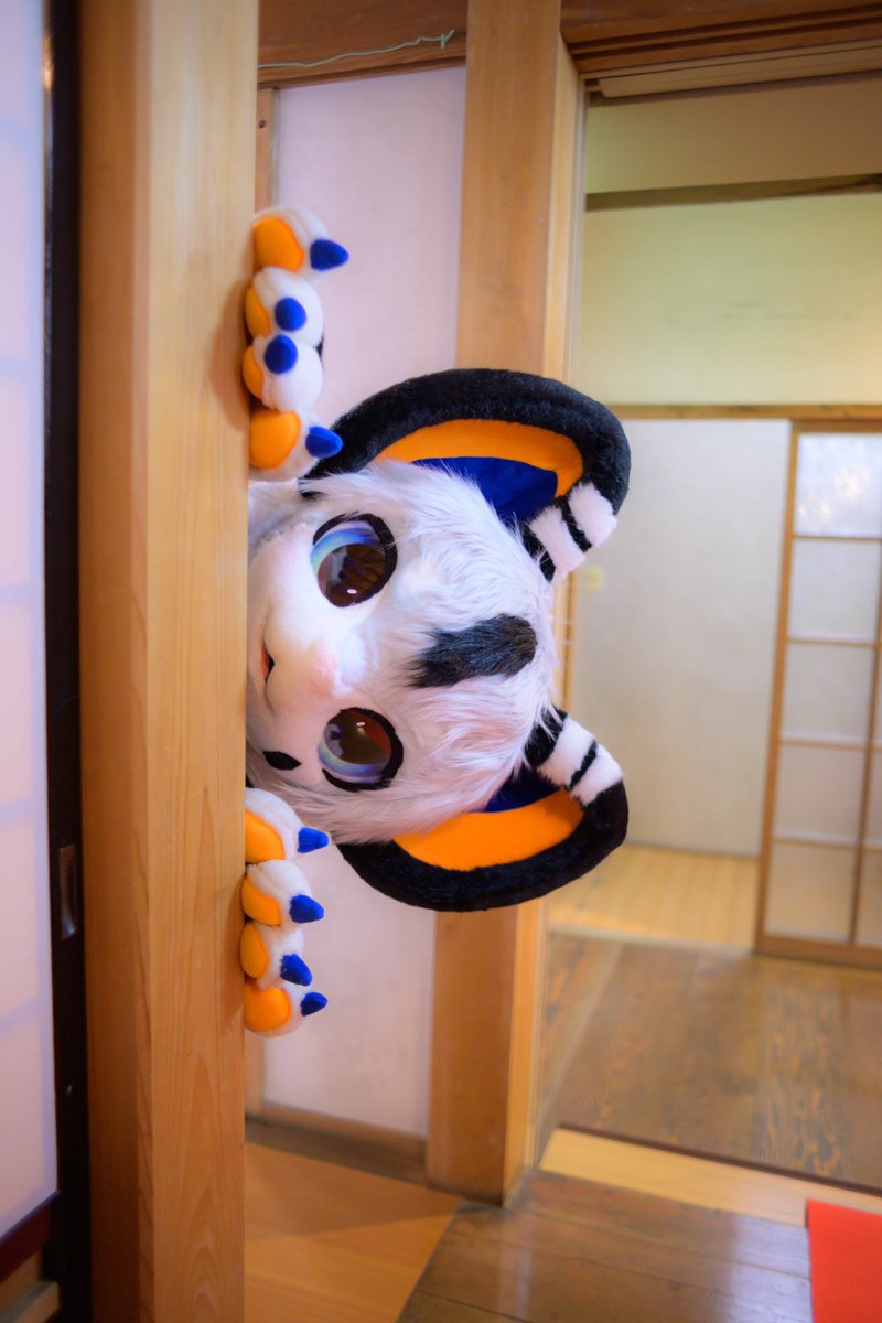 重力に逆らうよ〜 #寺もふ7 #FursuitFriday