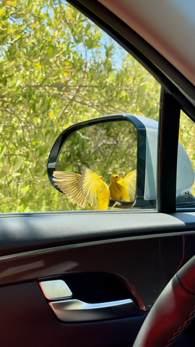 Un visitante sorpresa nos recordó hoy que la naturaleza siempre encuentra su camino hacia nosotros. ¿Alguna vez has tenido un encuentro inesperado que te hizo sonreír? 🐦