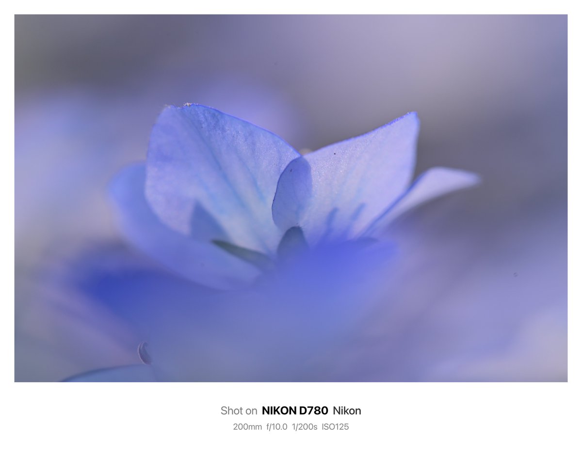 周りに溶け込みそうで
埋もれない
#ネモフィラ

#Nikon #D780
Ai af micro nikkor 200mm f4D

#photography #flowers #私とニコンで見た世界