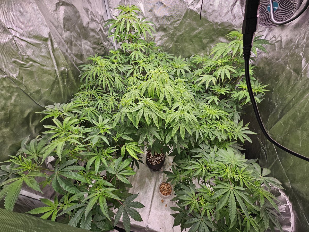 The march to mordor grow kinda got away from me. I need to up pot and chop a few asap. But that requires decisions. This is why i prefer fems. Haha