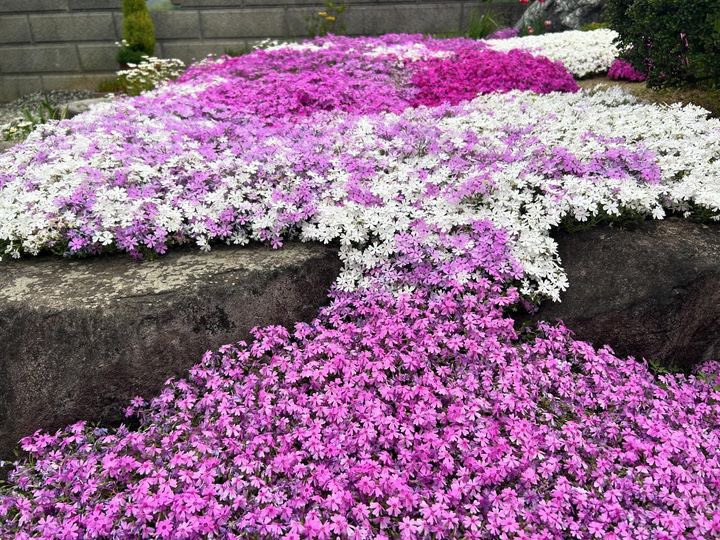 芝桜の丘