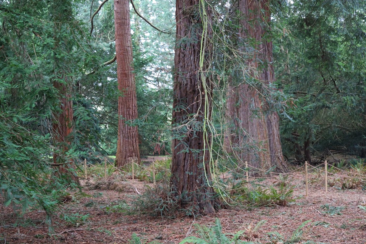 Čím větší, tím lepší. Redwood grove #kewgardens