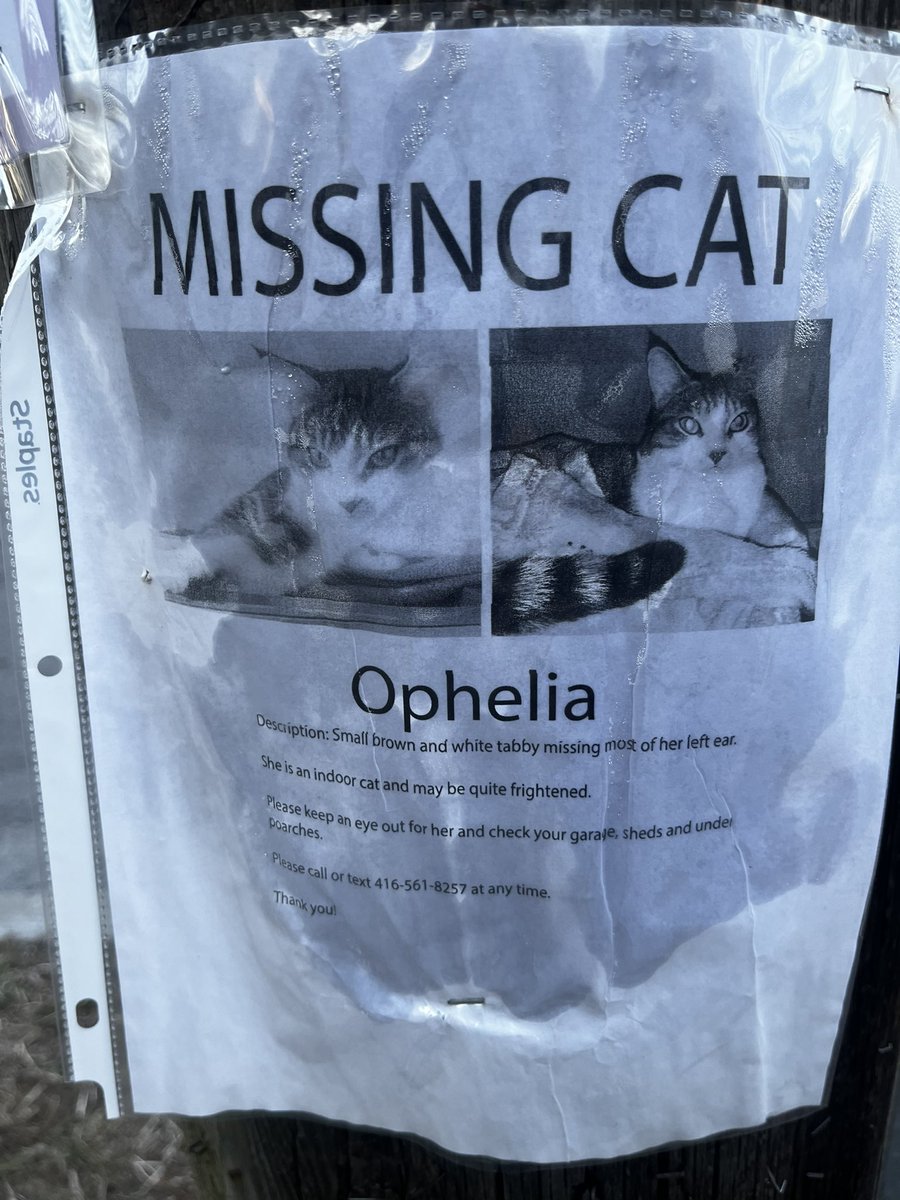 Spotted in Toronto East End (beaches area). #toronto #beach #blogto #missingpet #missingcat