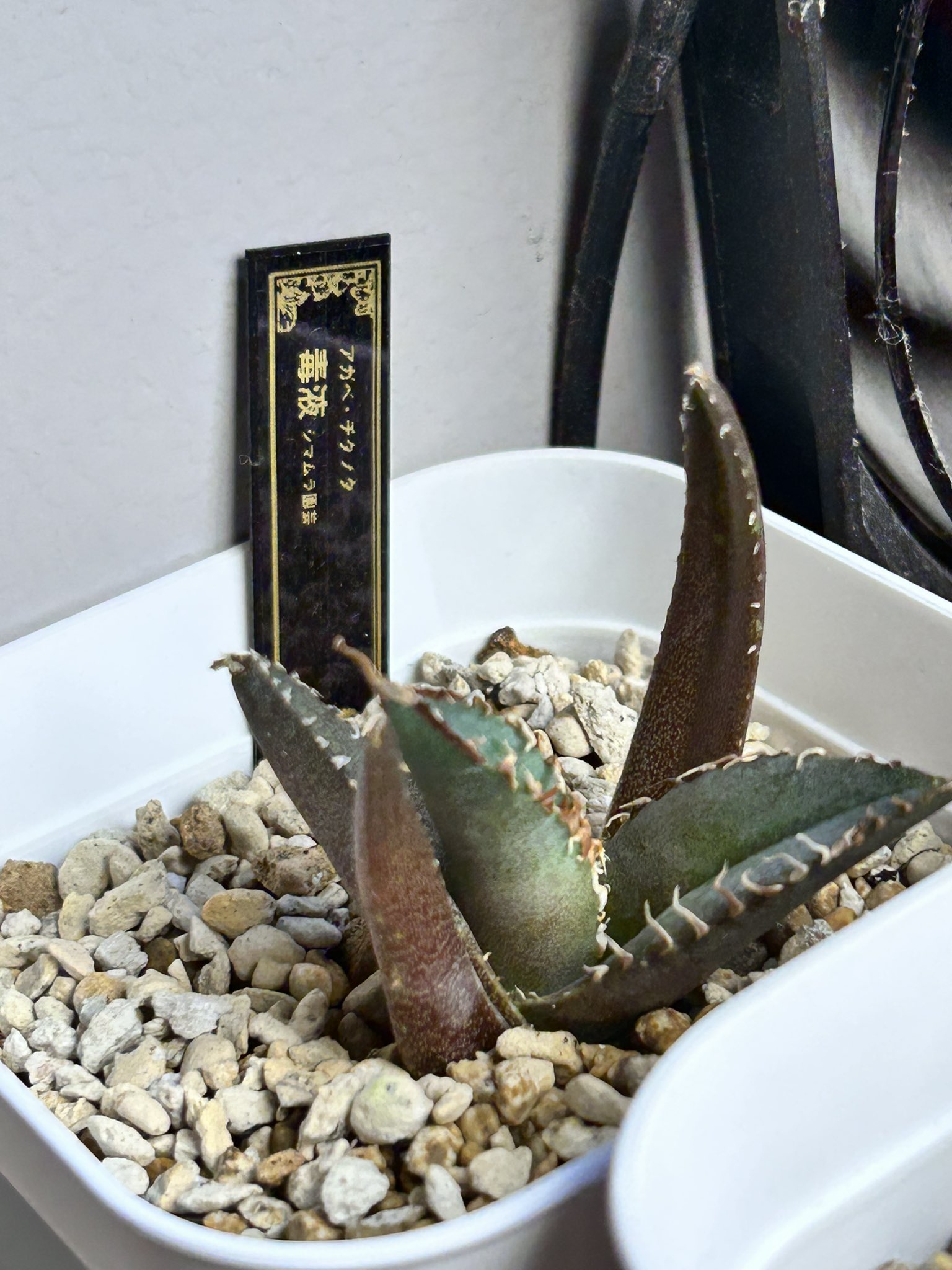 アガベ チタノタ 毒液OC 直子 アガベ 毒液