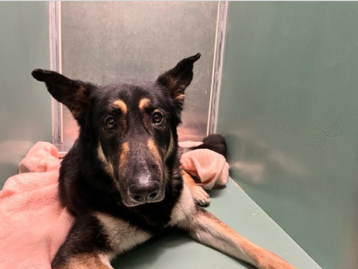 🐾2-y/o Bruce at ACC just 2 days & already listed b/c does not want to return to his kennel once out. Surrendered b/c owner says new baby/ no time. Smart, knows cues, housetrained, very fearful. Loves fetch & squeaky toys. Needs a foster offer by *4/27* nycacc.app/#/browse/196801