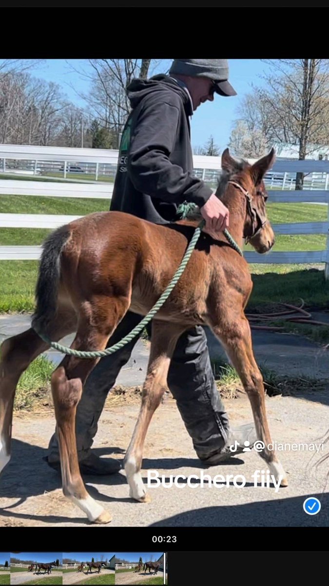 Tribecky filly by Bucchero New York bred one week old . What a blessing thank God her and mommy are healthy ❤️❤️