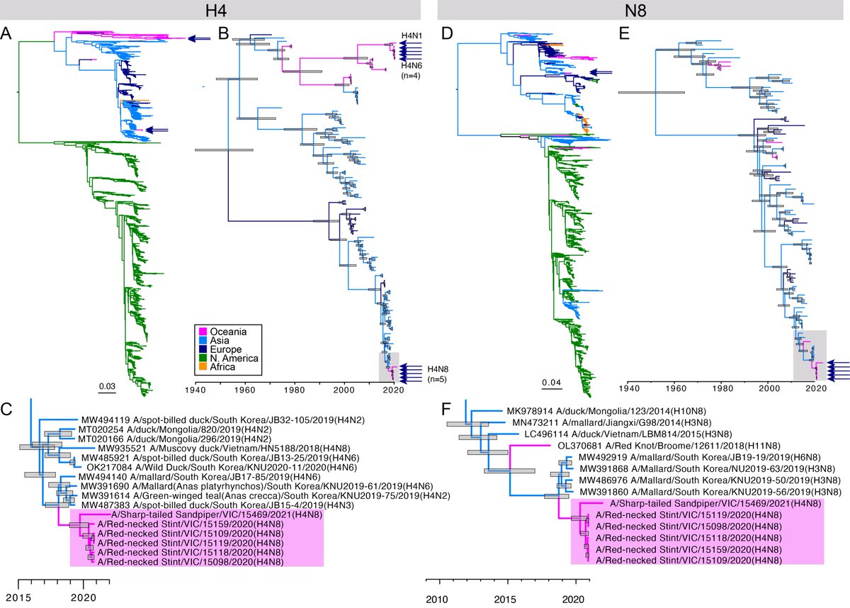 🚨 New study out! We've been thinking a lot about how avian influenza viruses enter Australia to prepare for HPAI. Here we investigate virus incursion and subsequence expansion in Australia of H4 and H10 low path viruses. Huge collab with many partners! 👉biorxiv.org/content/10.110…