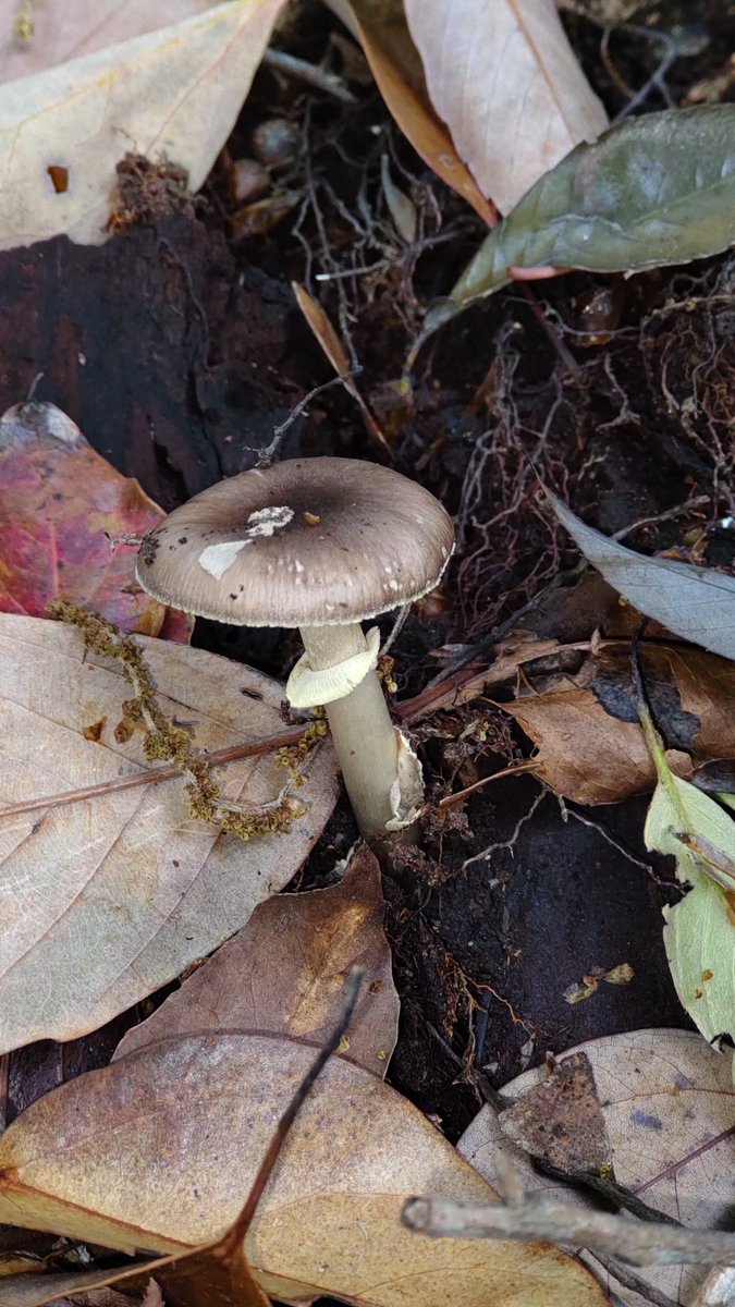 今日のキノコです🍄
おはようございます、久しぶりにキノコにあえました‼️
#耳成山