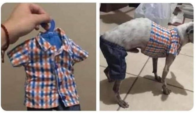 Vendo ropa barata, no le quedó a mi perrito. Se le sale la herramienta. 🥺