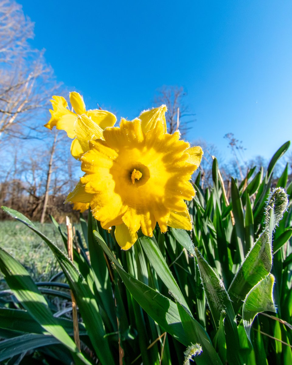 Frosty daffodil this morning
#photography, #366photodgraphy2024, #potd2024, #photoaday, #everydayphotographer, #photooftheday, #pad2024-116, #daffodil, #morningwalk, #springflowers, #frostydaffodil, #flowers