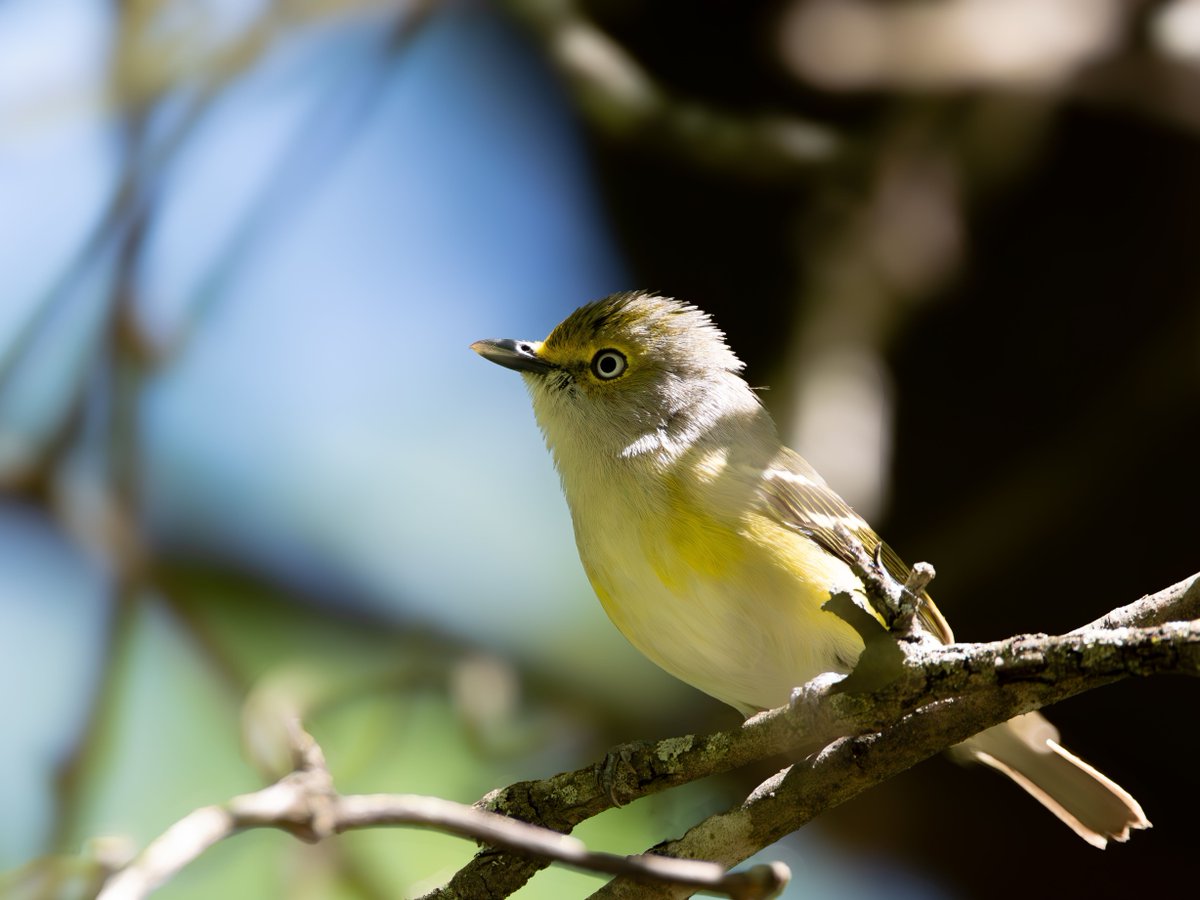 White-eyed Vireos never stop being delightful little birds.