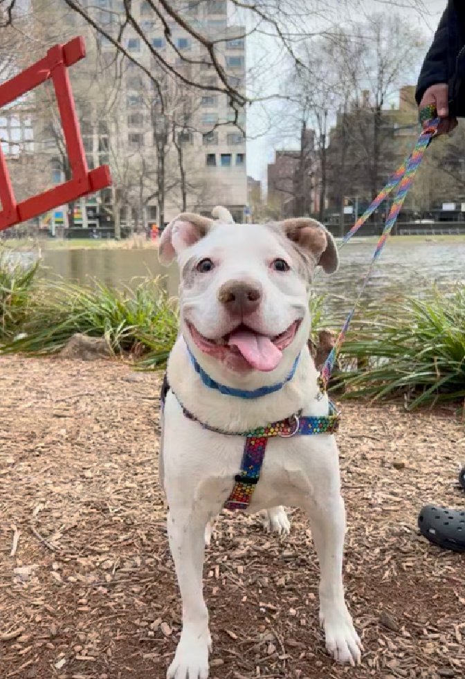 🐾3-y/o Martin found abandoned in an apt last month. 2nd best behavior rating. Neutered, social, affectionate, curious. Super people friendly, neutral w/ dogs & ok for kids 5+. Available to foster or adopt. Needs an offer by *4/27* nycacc.app/#/browse/195544