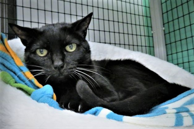 We are majorly smitten with senior 'Princess Dot' at #SealBeachAnimalCareCentre #CA! Returned after many years when owner moved, she is a a lovebug! This darling tripod girl needs to be an only kitty! Go to link for adoption info! (No pledges required)! 😺🐈‍⬛💞👏…