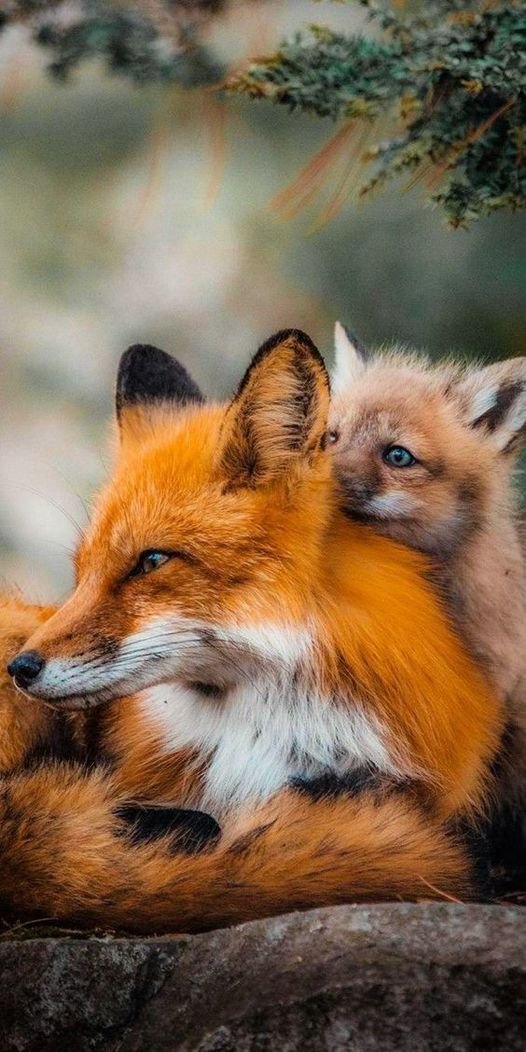 #Foxes #FoxLovers 🦊❤️