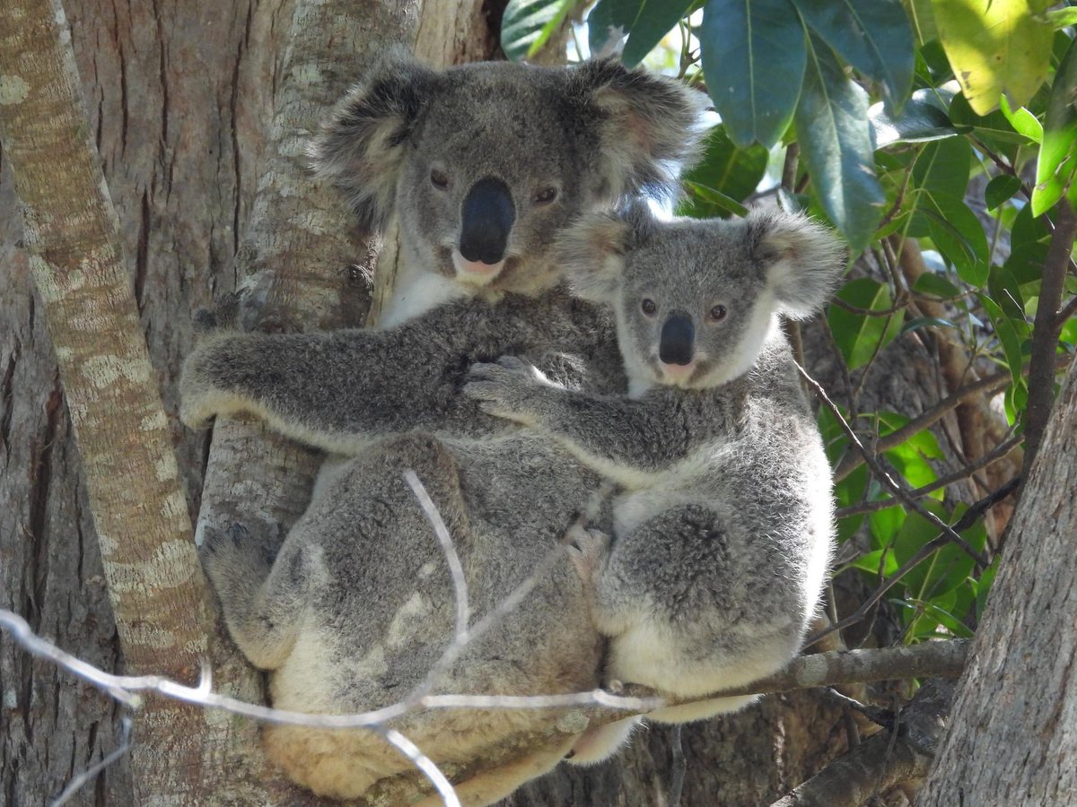 The deadline to have your say in the review of the NSW Koala Strategy has been extended to 24th May!

We need your help to tell the NSW government that actions speak louder than words. Please have your say by sending a letter to the Minister for Environment, Penny Sharpe MLC, and…