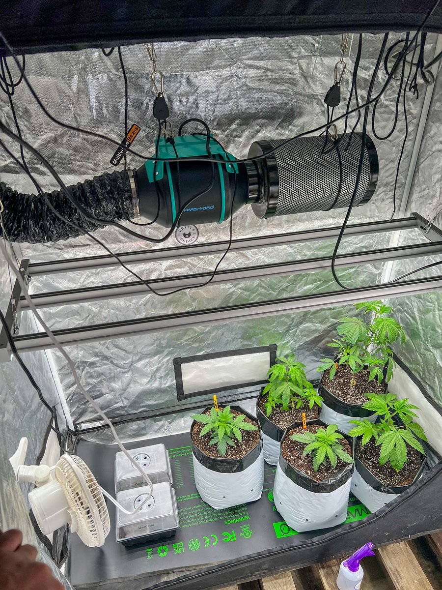 Veg tent is on the Rebound using a new nute lineup on a few and adding back some equipment to readjust for change in weather. #CannabisCommunity #growyourown #marshydrofcevo4000 #marshydroinlinefan #cannabisculture