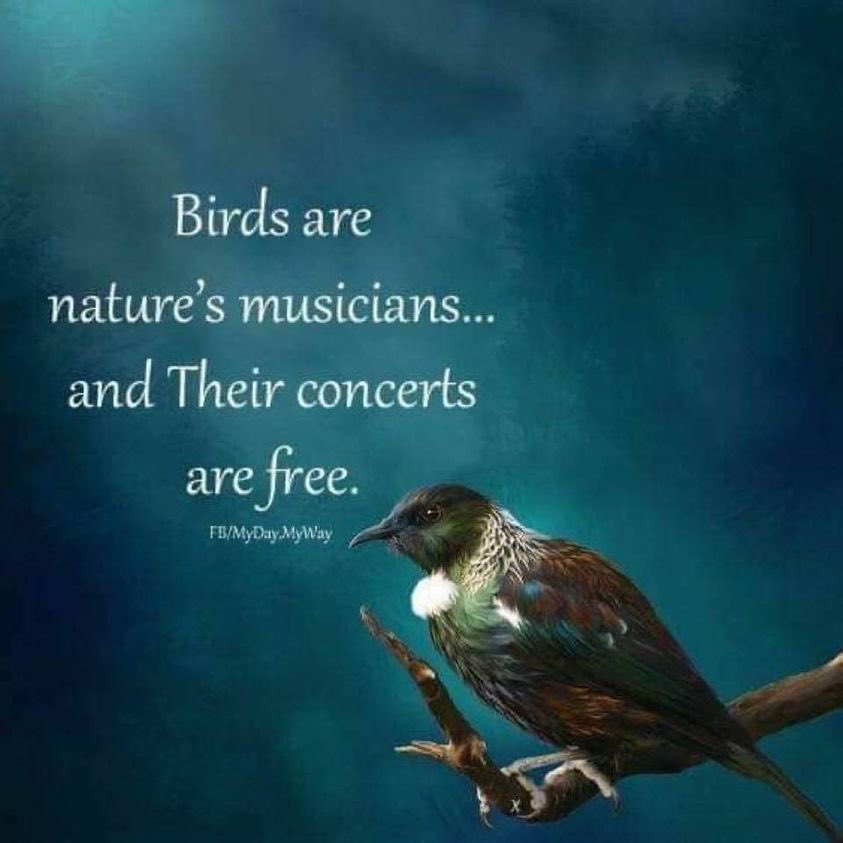 What would the world be like without birdsong ?