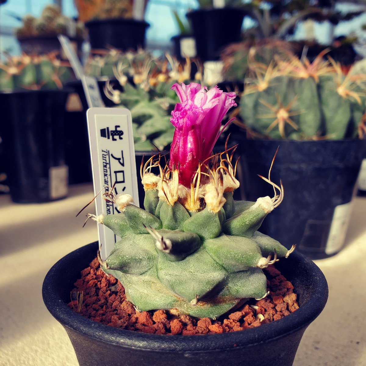 ツルビニカルプス・アロンソイ🌵🌵

#アロンソイ
#turbinicarpus
#花園グリーンセンター
#花園
#埼玉
#園芸
#サボテン
#多肉植物
#観葉植物
#植物のある暮らし
#ビザールプランツ
#アガベ
#agave
#copiapoa
#caudex
#cactus
#cactuslover
#suculentas