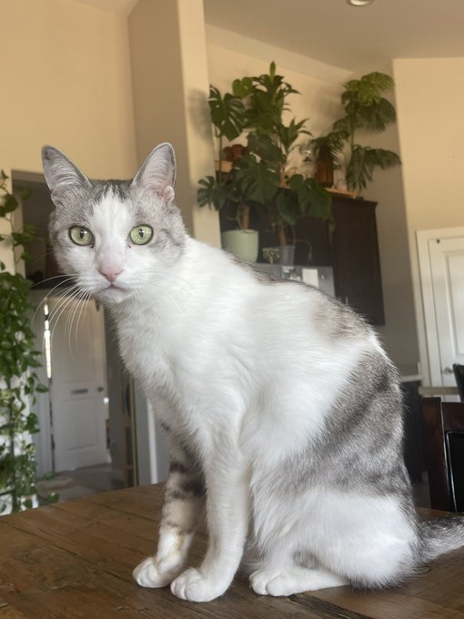 The grey man from Okinawa. https://t.co/ONqru08z0A