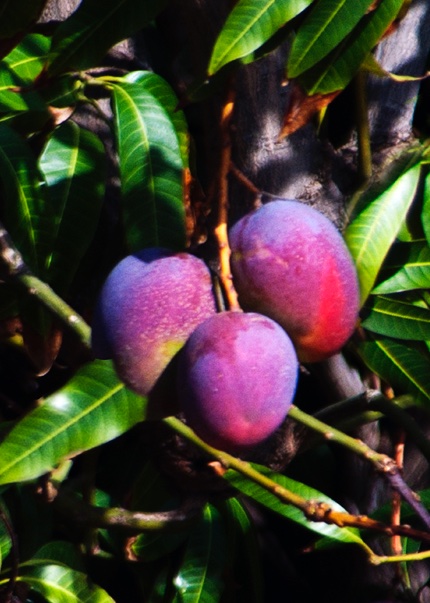 Mango Season Soon!

#Mango #Fruit #Vegan #ThePhotoHour