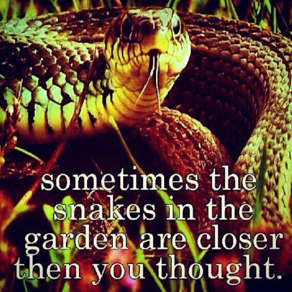 It's not the fact people become snakes... what worries me more is the fact they spread shit and people believe it without directly asking the person in question... #Snakes #KeepTheGrassShort #DoYourThing