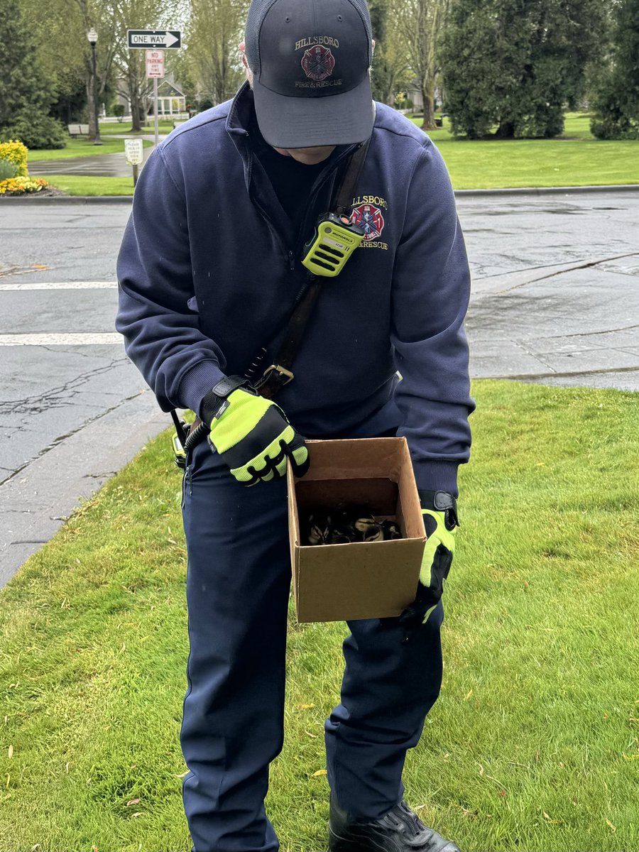 Because who doesn’t love a good baby duck story on a rainy day? Earlier this morning, firefighters on Engine 5 rescued 11 ducklings found trapped in a storm drain. The good news is these little babies were uninjured and are now back with their mama! #hillsborofirefighters