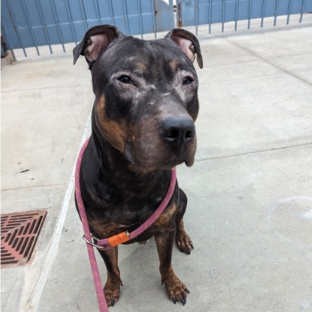 🐾2-y/o Eggbert surrendered b/c got in a conflict w/ resident dog. Housetrained, wags, takes treats gently. Playful w/ strangers, kids, cats & familiar dogs but ACC has solo pet. Loves ball, fetch & treats. Has skin allergies. Need a foster offer by *4/27* nycacc.app/#/browse/197669