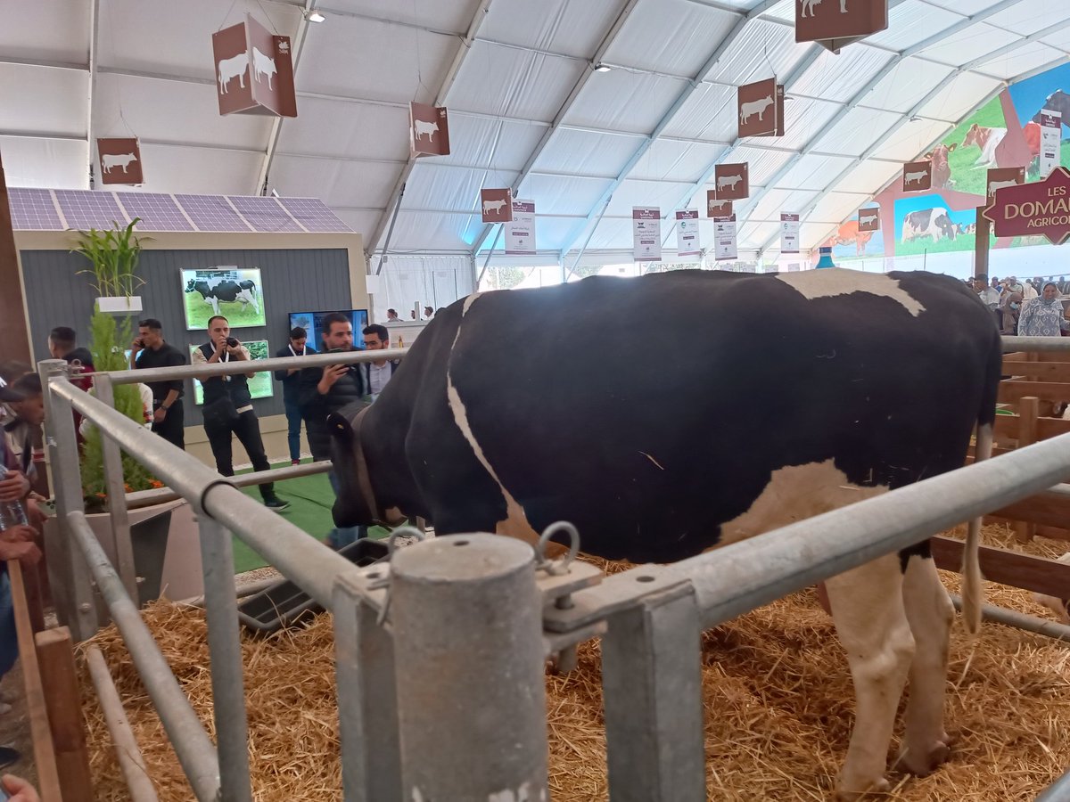 ToulElevage's tweet photo. L'attraction de la journée. Une vraie Mastodonte issue des domaines agricoles. Un boulot effectué sur la génétique qui doit nous inspirer pour notre projet d'autosuffisance alimentaire. #SIAM #ToulElevage https://t.co/L4eN9tpAo7
