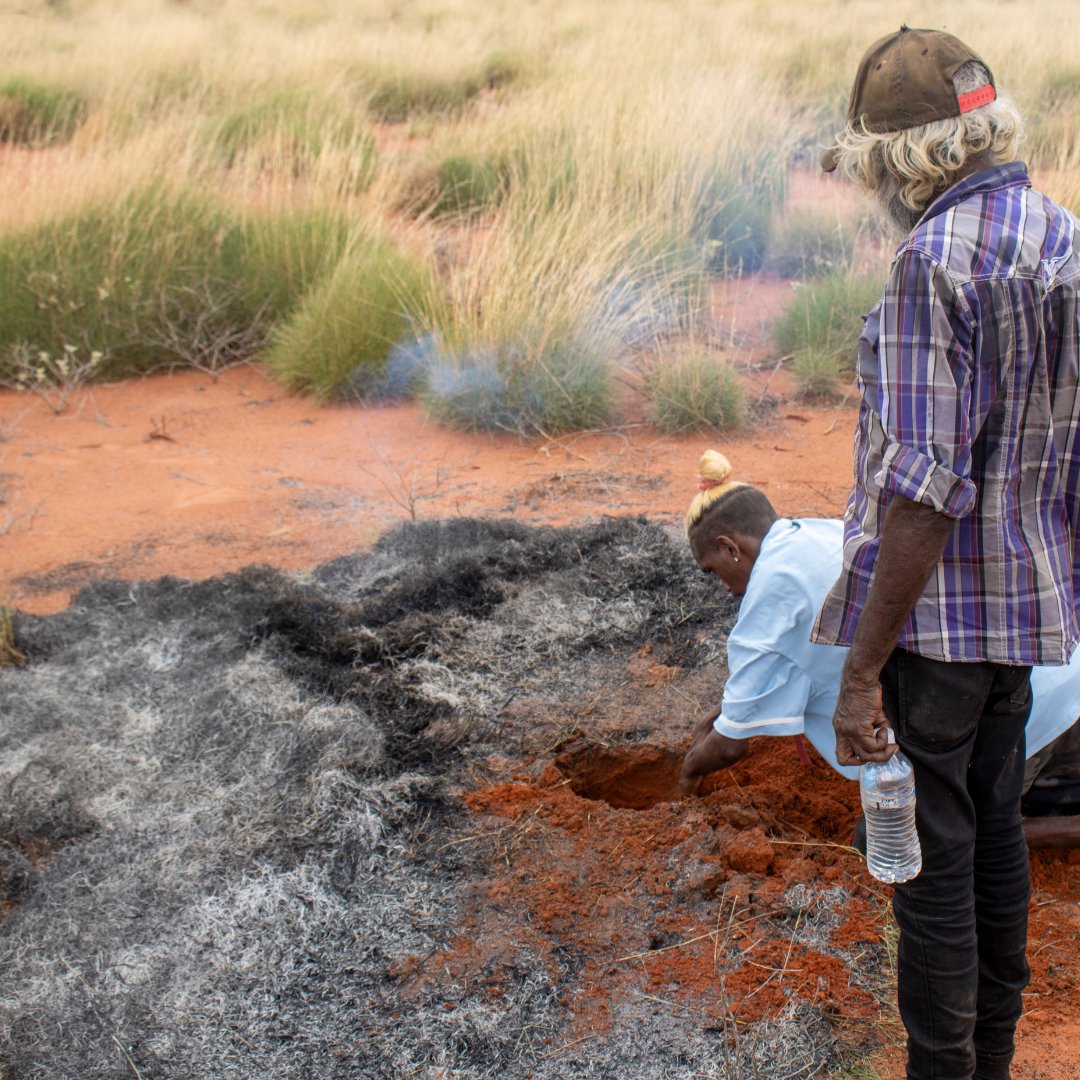 #KJMartuJuniorRanger Quincy learnt traditional goanna hunting from #KJMartuRanger Bert Lane. #Martu have been hunting goanna for thousands of years. The small fires made during hunting reduce the risk of bushfires + support threatened species.