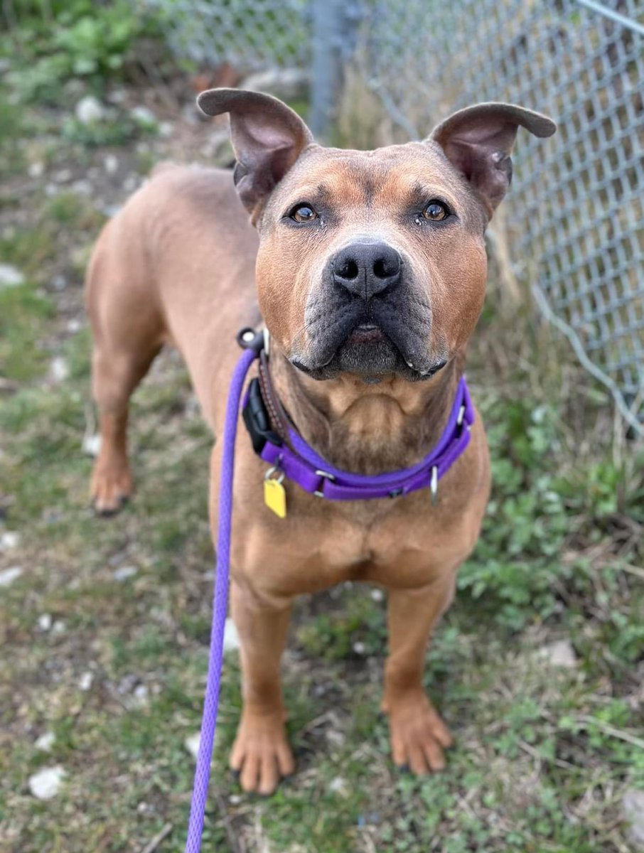 Cordero is one cool pup! He's handsome as heck, smart, attentive & sweetly affectionate. He is curious and enjoys following his nose on walks. He has also been described as a great beginner dog for runners as he maintains an easy jogging pace. tinyurl.com/meetacitydog #adoptme