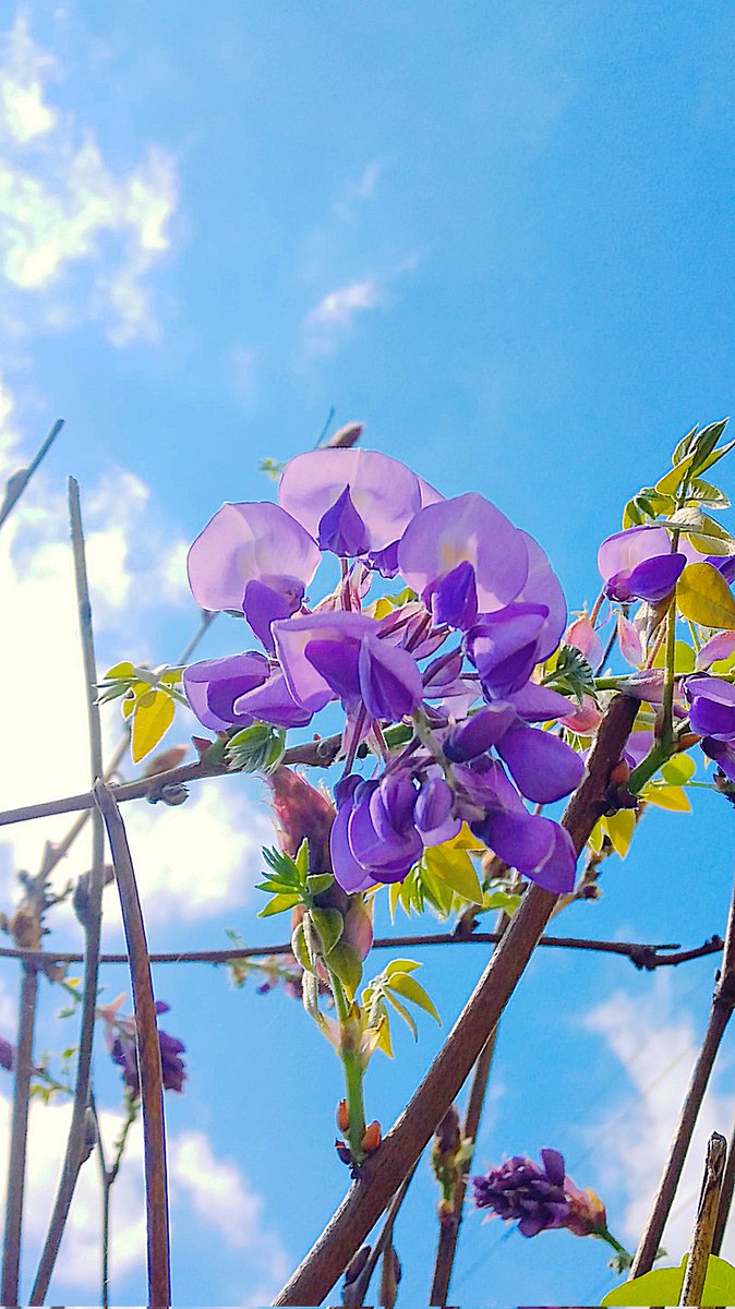 N_Design_2020's tweet photo. おはようございます♪
4月26日 きんようび
茨城県は晴れ☀

もうGWですね...

本日もよろしくお願いいたします
m(_ _)m

#企業公式つぶやき部 
#企業公式相互フォロー
#企業公式春のフォロー祭り
#企業公式が毎朝地元の天気を言い合う https://t.co/j8QOMiVPhx