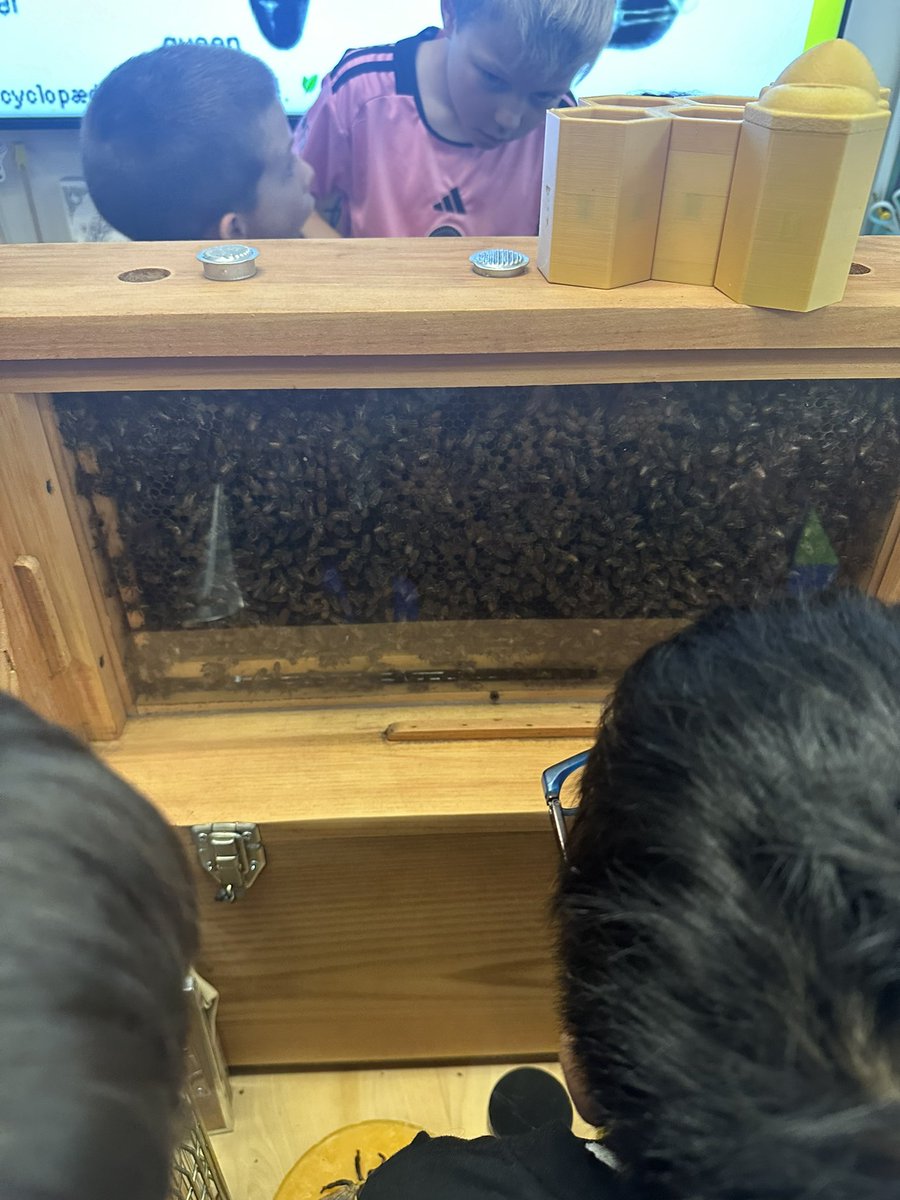 Beekeeper Russell spoke with our 2nd grade today. Spotting the queen& learning about how bees work as a team were just a few topics. Students decorated the bee boxes for new bees that were swarming in a house but now will have a safe place to live. @ELeducation #SaveTheBees