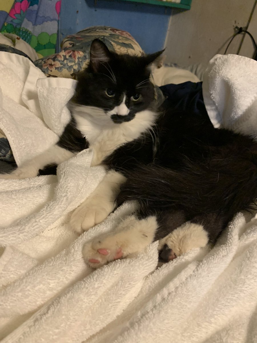 Got all my towels washed last night and soon as took out of dryer to fold my cat came inside from the pouring rain and laid in them 🤣