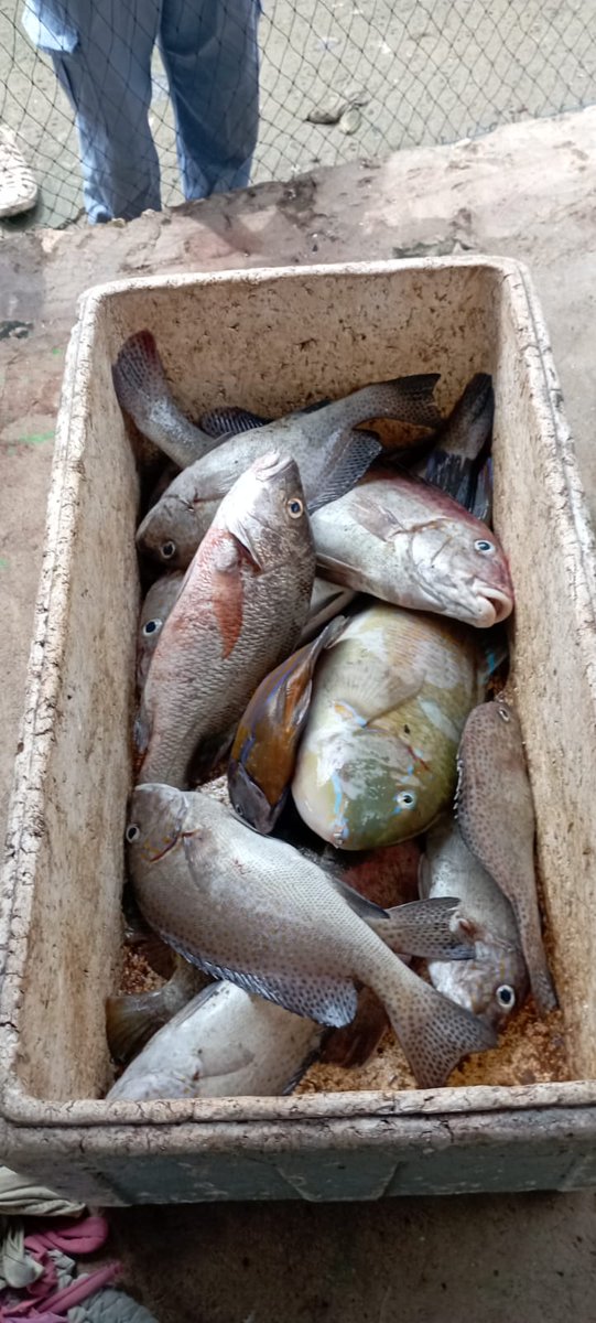 srinarsih18's tweet photo. Sri Narsih luhkan Kab Tanah  Bumbu,Jumat 05 April 2024 pendataan produksi hasil tangkapan ikan an Ismail  anggota kub Lobster IV sebanyak 20 kg dengan harga 45.000/kg dengan mengunakan alat pancing
#GiatLuhkanSatminkalBWI
#luhlapor
#tanahbumbu
@bpsdmbp3bwi
@puslatluhkp
@bpsdmkp https://t.co/VGn9eXEZpx