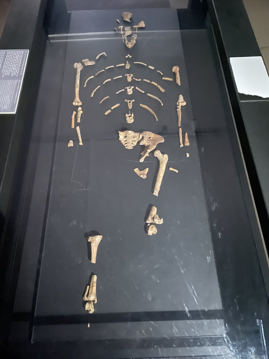 This is Lucy, she is oldest known human in the world at 2 million years old.

The display is located at the Ethiopia National Museum in Addis Ababa.

#Ethiopia #Lucy #AddisAbaba #Ethiopianationalmusuem