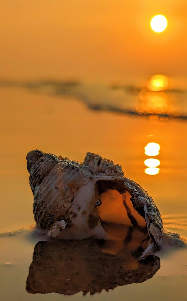 Seashell sunset. 🧡 (New Brighton beach, Wirral, U.K.)
Photo by Kimberley Phillips.
#Seashell #sunset #sunsetphotography #UK #WeAreNature #nature #NaturePhotography #NatureBeauty #NatureLover #photooftheday #photographer #PhotoMode #photo