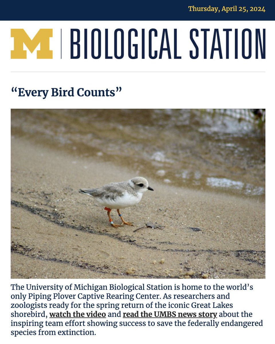 The @UMich Biological Station celebrates the decades-long teamwork showing progress to save an iconic, endangered shorebird species and announces research fellowship recipients. Read our April @UMBS newsletter: myumi.ch/DrWPR
