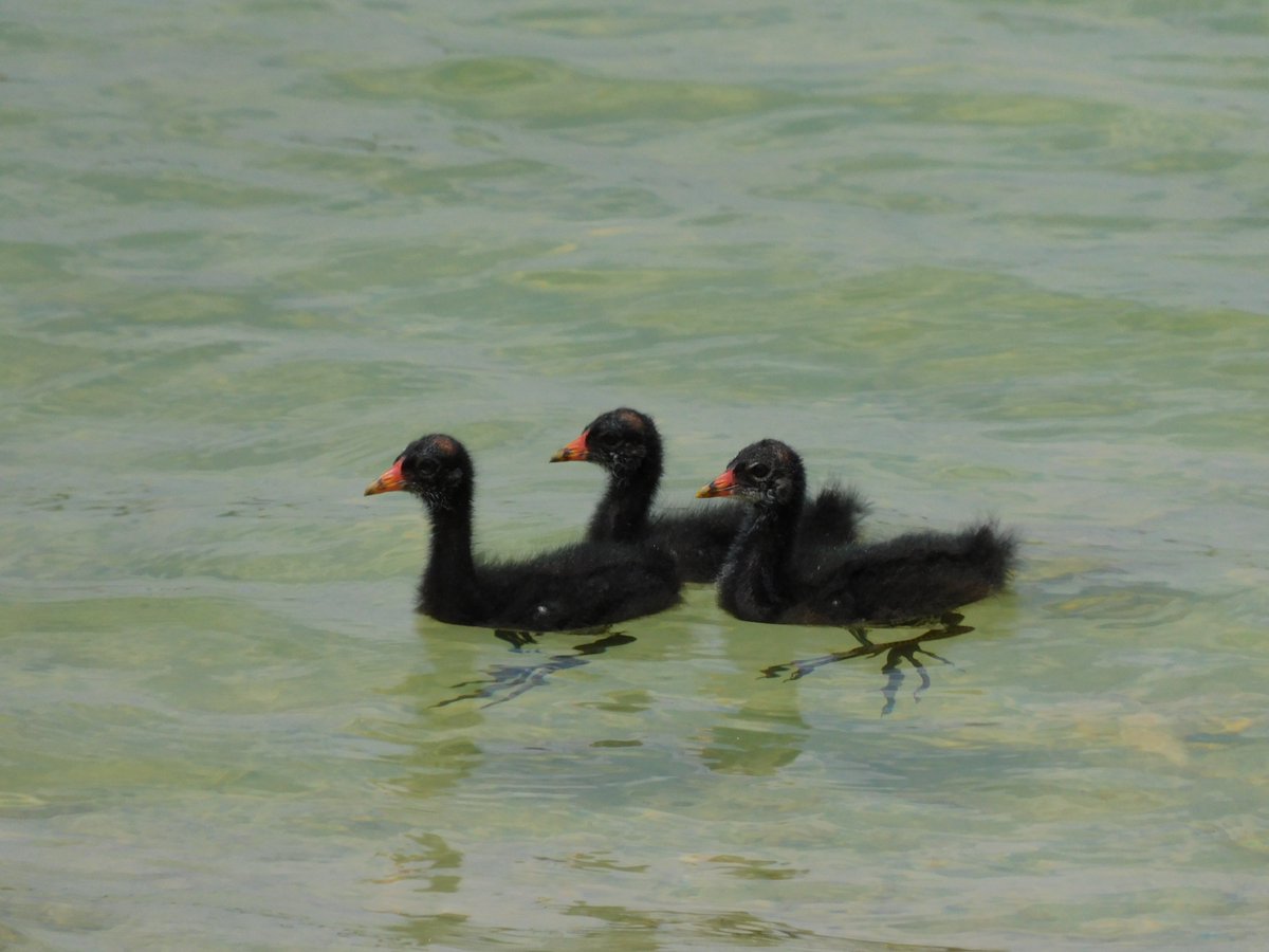 #3sDay 

Swamp chicken chicks.