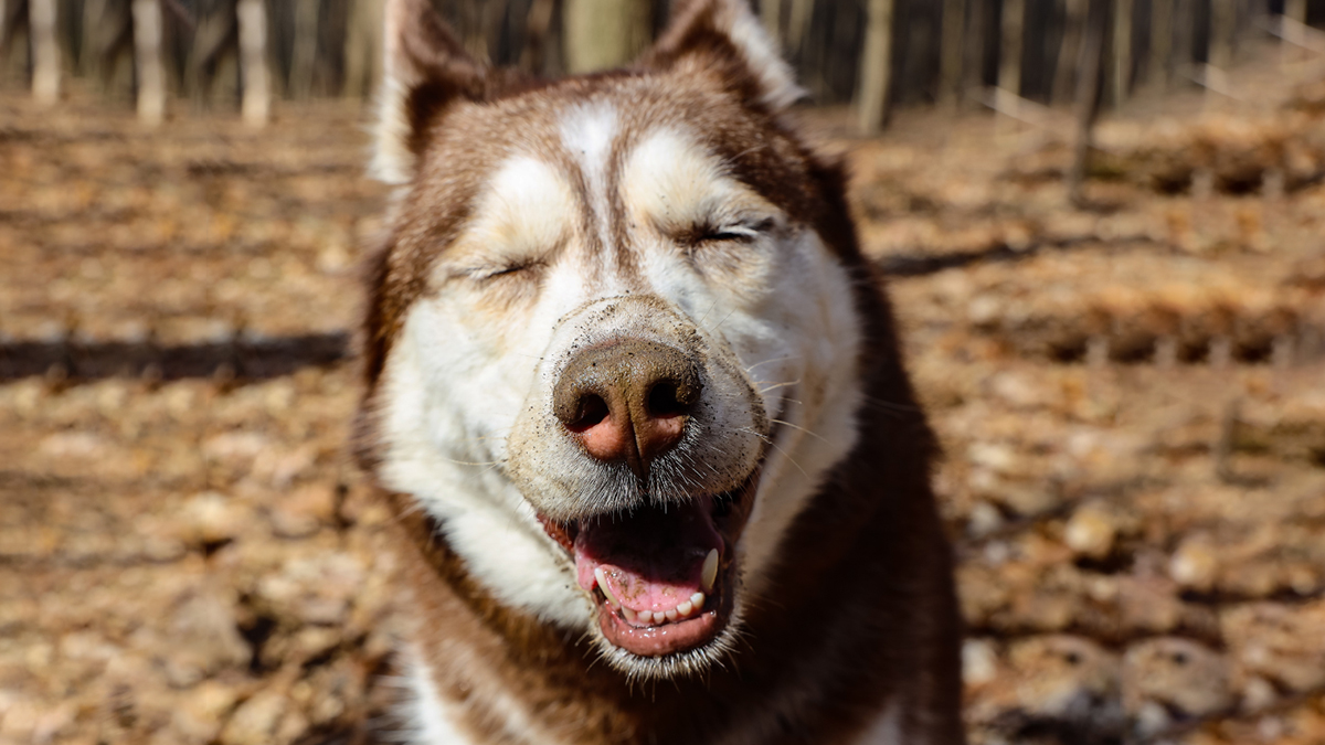 Have you seen a more adorable face? 😍 Share this with someone who can relate! 
#petcomfort #petproducts #petstyle #petshop #petslife #happypets #thebestlife #catsupplies #dogsupplies #homedecorate #petfacts #petowner