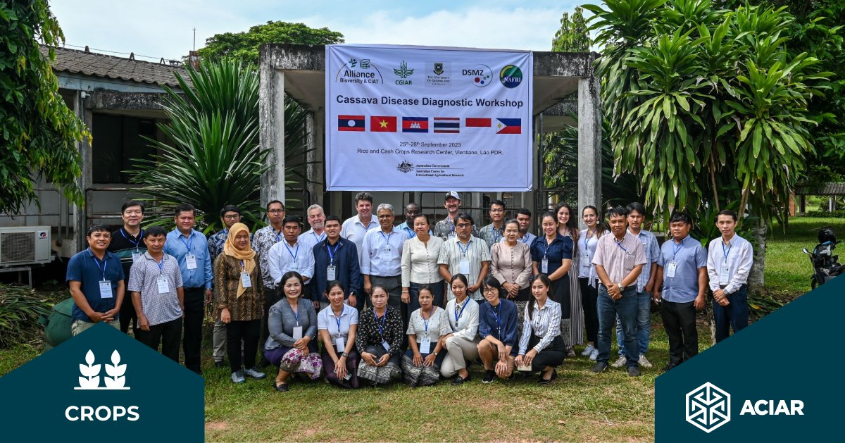 🍠 An #ACIAR initiative, led by @BiovIntCIAT_eng, is combating cassava diseases in Laos to protect yields and support farmers by focusing on disease-free plantings and rapid multiplication.

Read more bit.ly/49Cvcw1

@AusAmbLaos