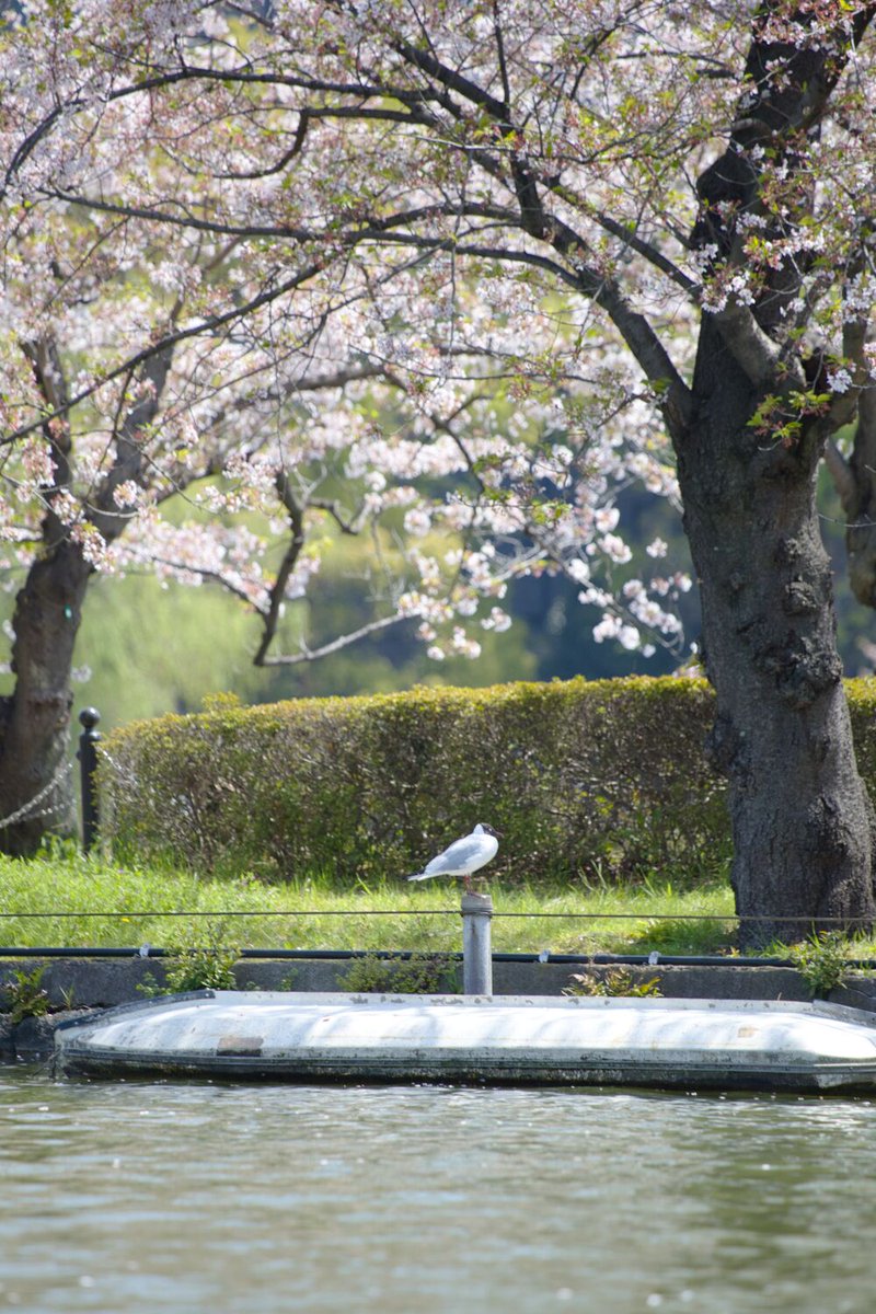 おはようございます🌸 #写真好きな人と繋がりたい #桜 #カモメ #cherryblossom