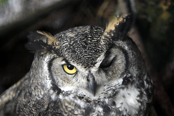 Silence is often shown winking on official artworks, and this is very likely a reference to how owls often blink one eye at a time to be able to keep their vision!