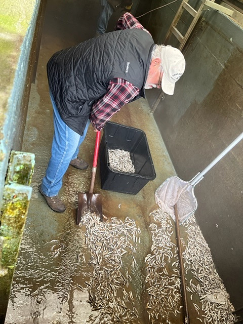 Vandal poisons thousands of young salmon at Oregon hatchery - thanks to @DouglasCoSO for their swift arrest in this case. Photo: Hatchery manager collects the dead pre-smolts which will be frozen as evidence in the criminal case. dfw.state.or.us/news/2024/04_A…