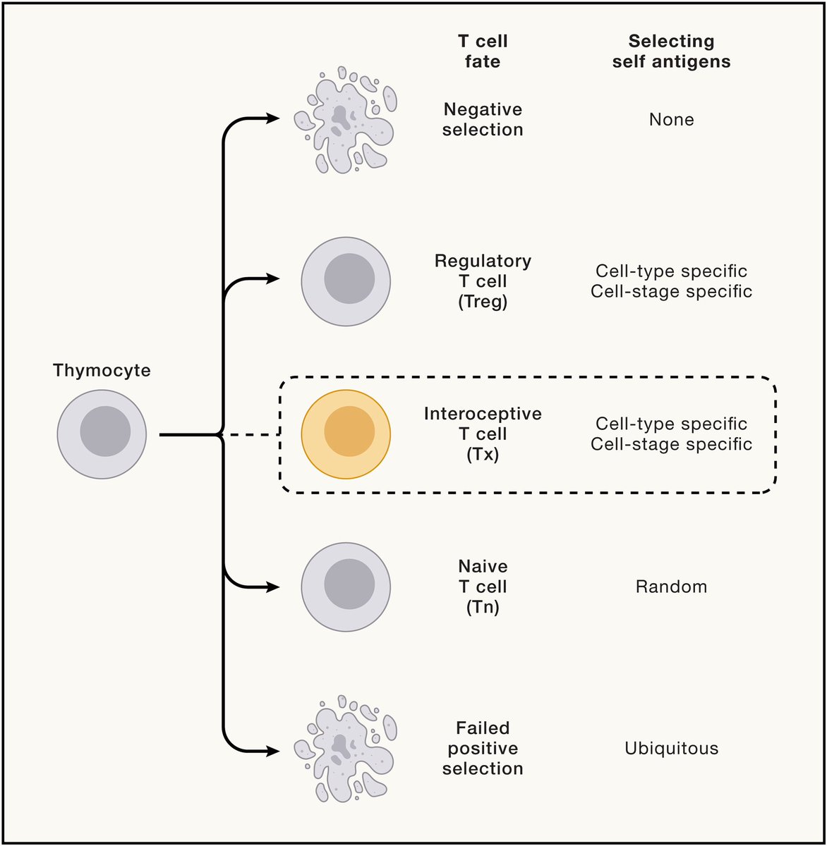 3 reviews <a href="/CellCellPress/">Cell</a> about the immune system:

👉 Innate immunity: cell.com/cell/fulltext/…

👉Adaptive immunity: cell.com/cell/fulltext/…

👉New perspectives: cell.com/cell/fulltext/…