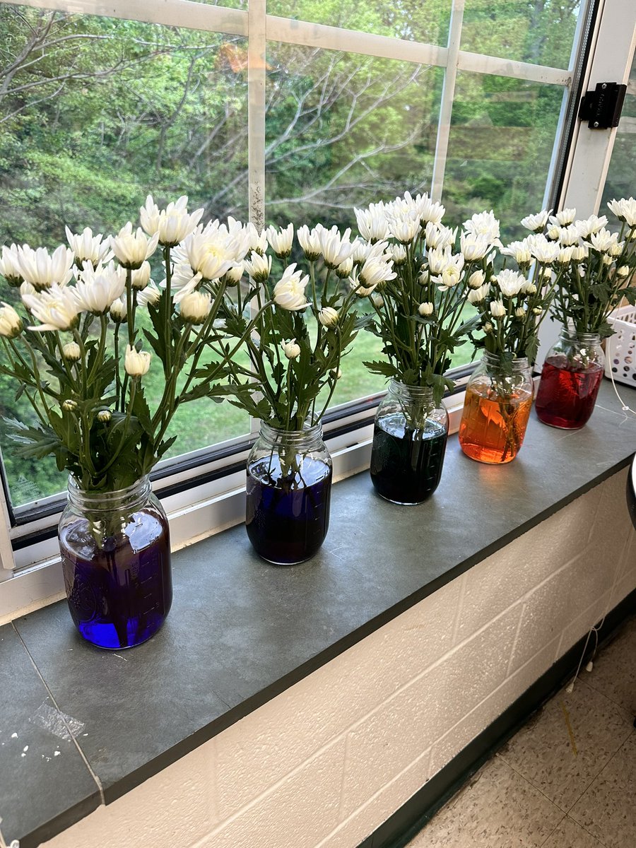 TuttlesClass's tweet image. This experiment is so awesome for showing students how water travels through a plant! We can’t wait to see what they look like tomorrow 🌱 🪴 @WSFCS_Science