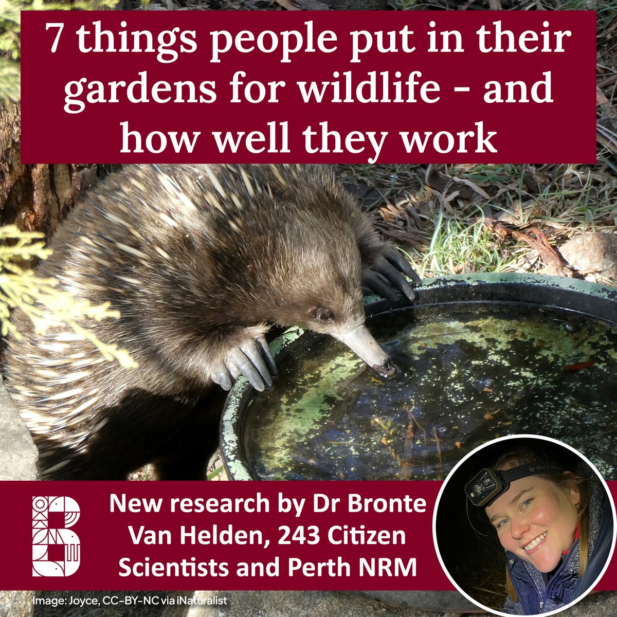 With growing enthusiasm in gardening to help wildlife, which simple features will help the most native species?
After 5,795 wildlife surveys in 30 WA towns by 243 citizen scientists the results are in.  212 vertebrate native wildlife species used the gardens and only 4