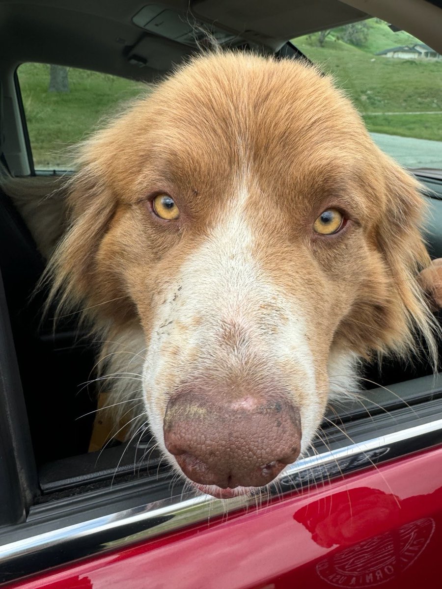 Case Closed — Dog Home “Dakota” (4/25/24)

Near Bear Valley Road and Cumberland Road.

#LostandFound #FoundDog #BearValleySprings