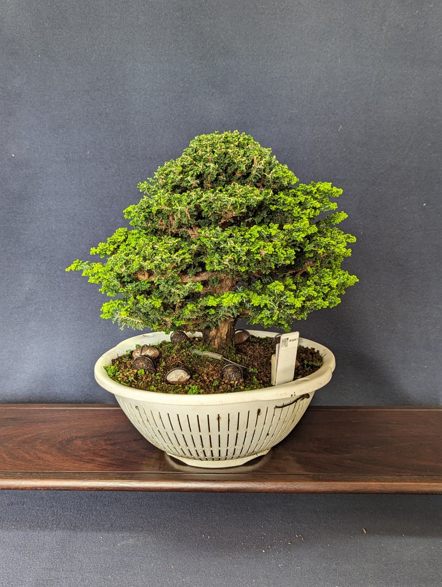 Koide_Bonsai tweet picture