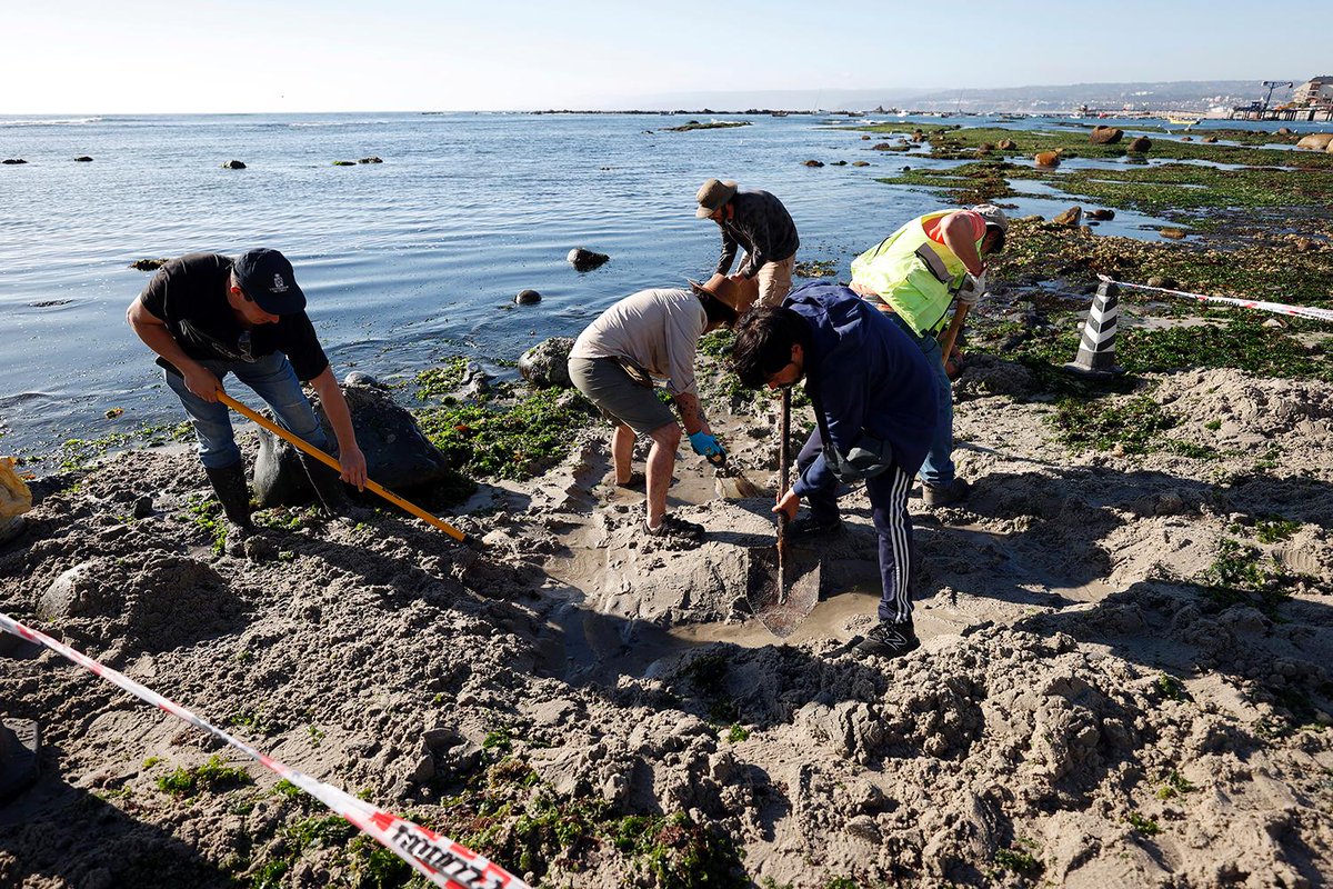 uchile's tweet photo. Tesoro paleontológico en Algarrobo: Elasmosaurio de 70 millones de años podría tratarse de una “primicia”. Equipo liderado por profesionales de la U. de Chile rescata nuevas piezas del enigmático reptil marino https://t.co/ggQdIWMJoM https://t.co/ZBZen59qNN