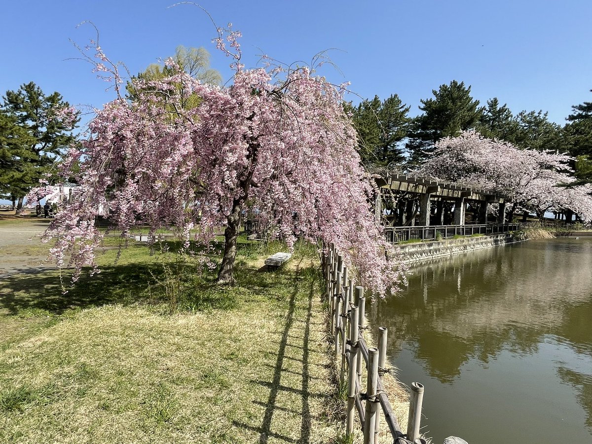 合浦公園の桜はまだ楽しめます🌸